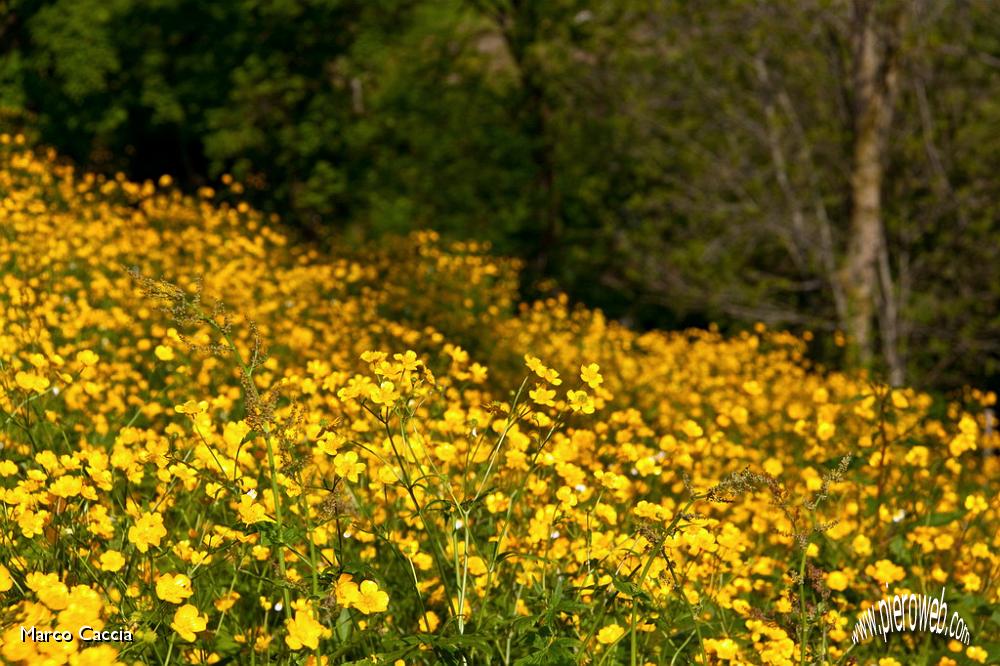 04_Tutto giallo.jpg